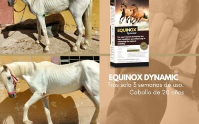 Das Vorher und Nachher von Equinox Dynamic